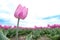 Pink head tulips flower, with field of tulips in background, focus foreground