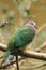 Pink-headed fruit dove