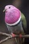 Pink-headed fruit dove Ptilinopus porphyreus