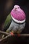 Pink-headed fruit dove Ptilinopus porphyreus
