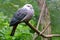 Pink-headed imperial pigeon  Ducula rosacea  on branch of tree.