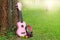 Pink headphones and ukulele music on green grass background