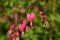 Pink Heart flowers