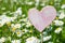 Pink heart in a marguerites meadow