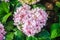 Pink heart shaped Hydrangea macrophylla flowers background. Comm