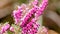 Pink heath close up with insects