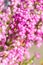 Pink heath flowers known as Erica Gracilis