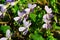 Pink Heath Viola flowers, latin name Viola Canina, blooming during sunny spring day.