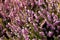 Pink heather background