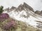 Pink heather bush against to sharp peak of Dolomites Alps