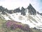 Pink heather bush against to sharp peak of Dolomites Alps