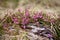 Pink heather bush in Swiss National park on spings day