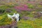 Pink heather flowers and yellow broom in the moor in Brittany France