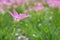Pink heaven lotus flower