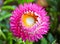 Pink helichrysum flower