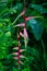 Pink Heliconia Rostrata plant also known as False Bird of Paradise in Singapore Botanic Gardens