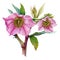 Pink hellebore flower in the full bloom with green leaves watercolor illustration. Beautiful spring and winter blooming helleborus