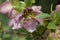 Pink hellebore flower Helleborous orientalis, Lenten Rose showing stamens and anthers, close-up view