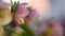 Pink Hellebore flower, Helleborus niger