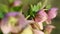 Pink Hellebore flower, Helleborus niger