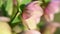 Pink Hellebore flower, Helleborus niger