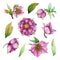 Pink hellebore flower watercolor set. Spring flowers in the full bloom with green leaves illustration collection