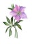 Pink hellebore on white background