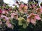 Pink Hellebores or lenten rose in flower, Close up, winter time UK