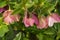 Pink Helleborus orientalis