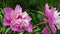 The pink herbaceous peonies - Gay Paree variety  close-up.