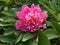Pink Herbaceous Peony Flower in China National Flower Garden in Luoyang City