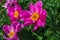 Pink herbaceous peony flower Dancing butterfly