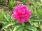 Pink Herbaceous Peony Flower Under Sunshine in China National Flower Garden in Luoyang City