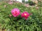 Pink Herbaceous Peony Flowers at A Corner of China National Flower Garden in Luoyang City