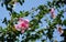 Pink Hibiscus Blooming with Grace