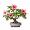 Pink Hibiscus Bonsai Tree Isolated On White Background