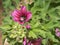 Pink hibiscus cannabinus flower blooming in forest