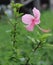 Pink Hibiscus Flower Beautiful Closeup Fresh Scene