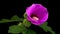 Pink Hibiscus Flower Blooming