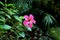 Pink Hibiscus flower blooming in botanical garden, india