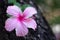 Pink Hibiscus flower on bracnh