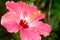 Pink hibiscus flower closeup