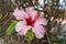 Pink hibiscus flower detail blooming in tropical garden