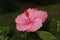 Pink Hibiscus Flower Growing on the Tree in the Park. Botanical Garden of Taormina. The island of Sicily, Italy