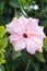 Pink hibiscus flower, ingredient of fruit infusion tea