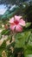 Pink Hibiscus Flower Iringa Region Tanzania
