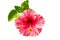 Pink hibiscus flower isolated on white background
