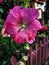 Pink hibiscus flower near woiden fence in the afternoon light