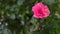 Pink hibiscus flowers burst into yellow blooms