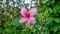 Pink hibiscus flowers are often used as ornamental plants in the yard